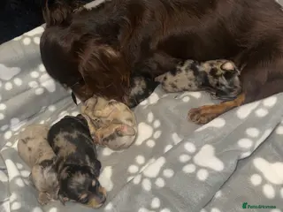 Miniature Dachshund dogs Mini long hair dachshund - Advert 2