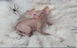 Sphynx cats for sale: 🐱GORGEOUS SPHYNX KITTENS AVAILABLE 🐱 - Advert 6