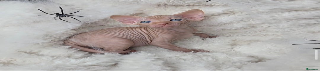 Sphynx Kitten 5
