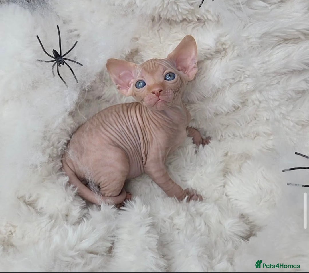 Sphynx cats for sale: 🐱GORGEOUS SPHYNX KITTENS AVAILABLE 🐱 - Advert 6