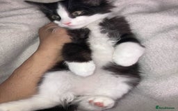 British Longhair cats for sale: British long hair (curly tail) - Image 8