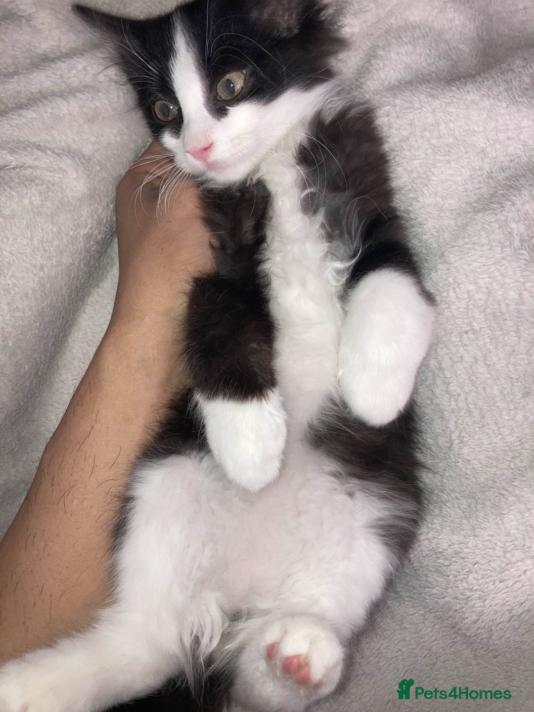 British Longhair cats for sale: British long hair (curly tail) - Image 8