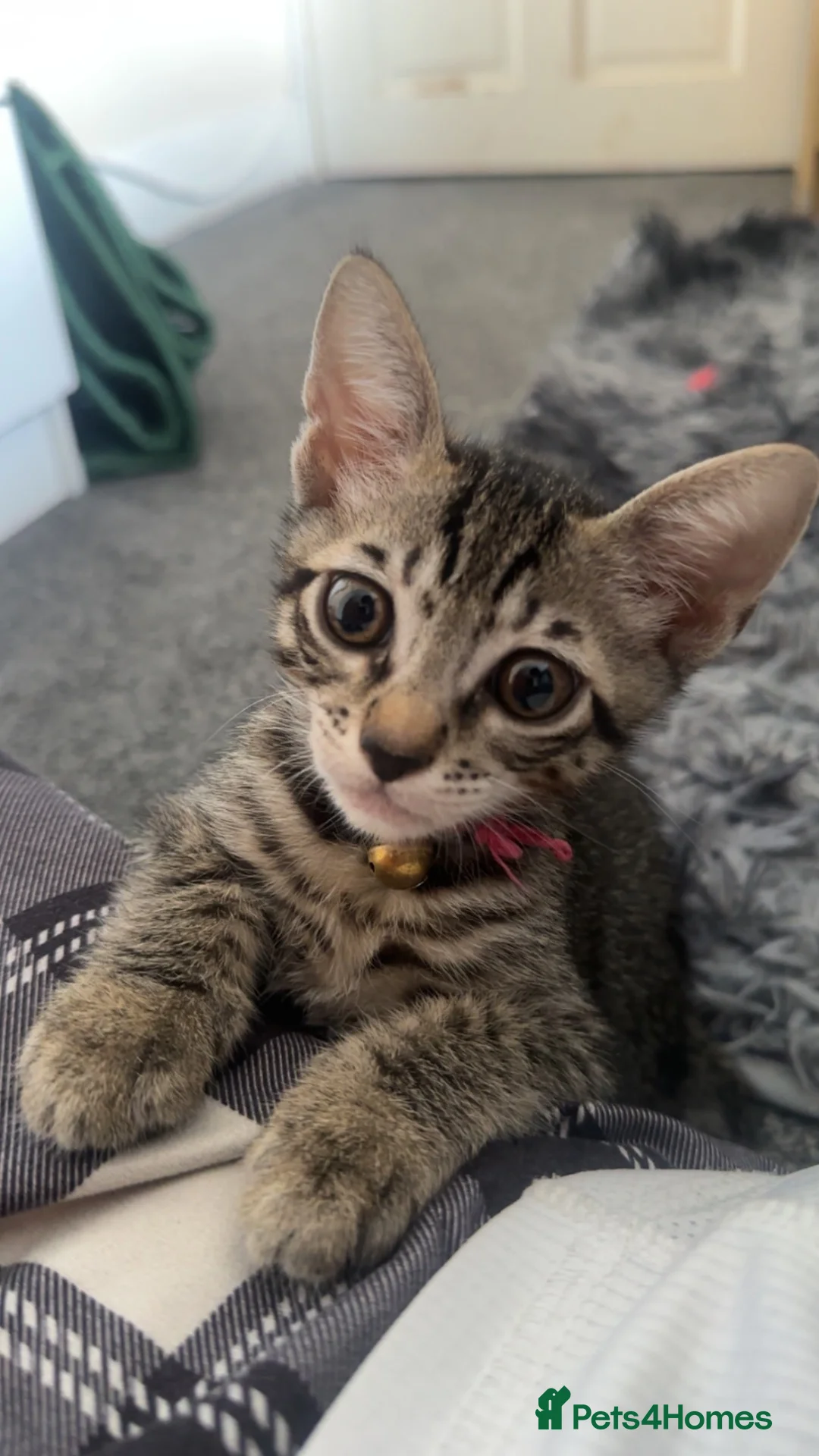 Mixed Breed cats for sale: Affectionate Kitten in London - Advert 2
