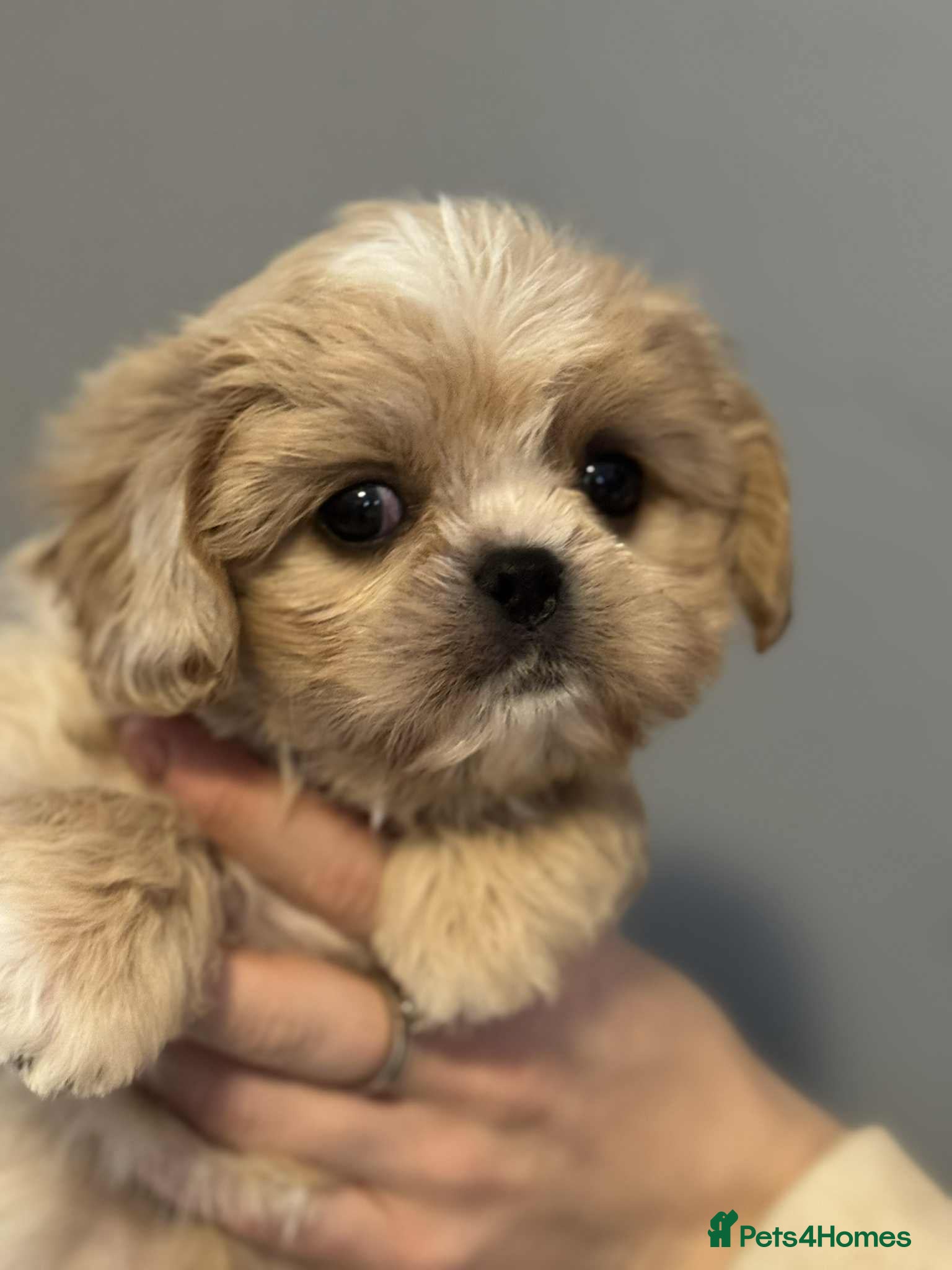 Cava Tzu dogs ** READY NOW **  CAVATZU CAVASHI BOYS  - Advert 1