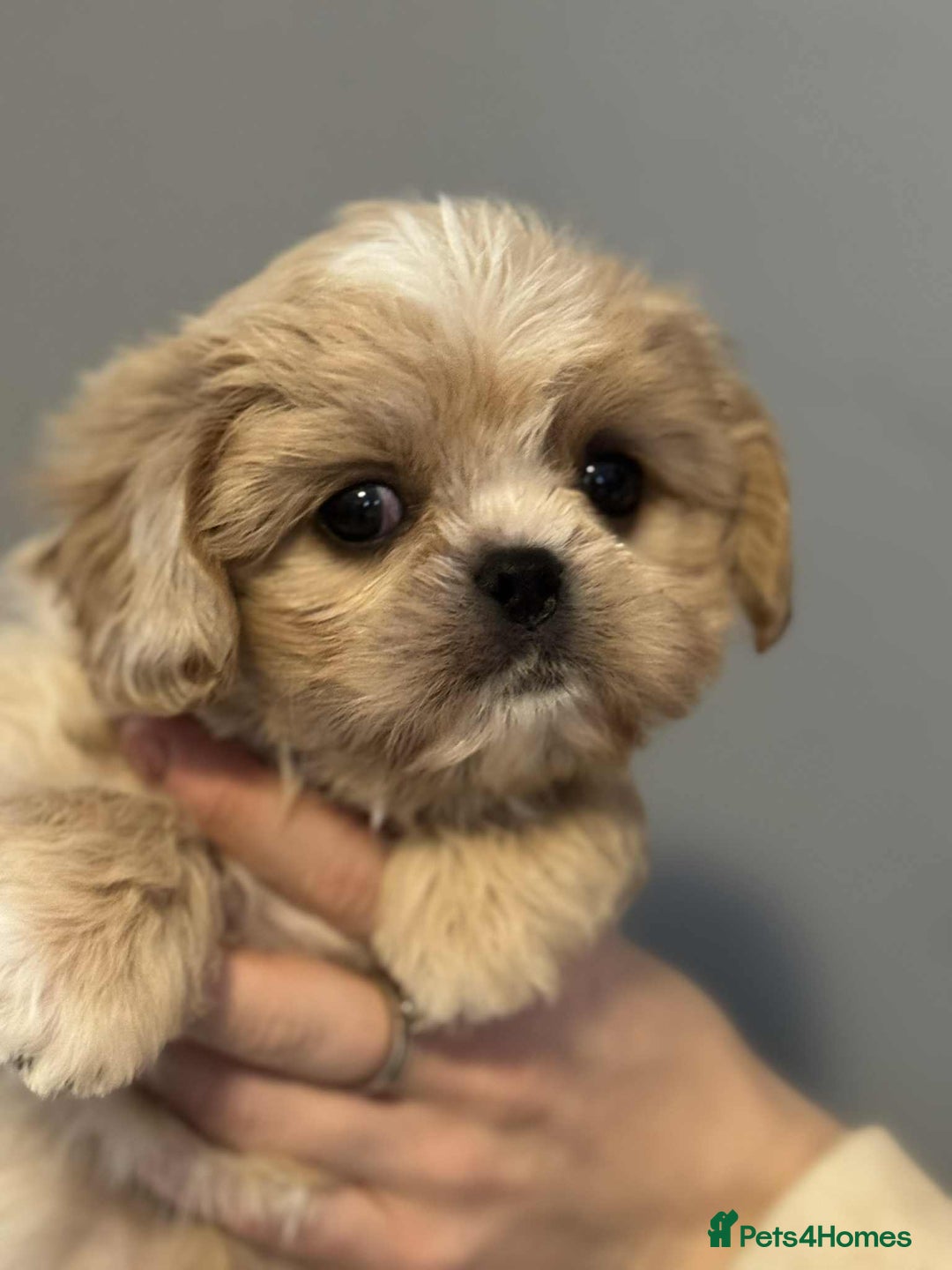 Cava Tzu dogs for sale: ** READY NOW **  CAVATZU CAVASHI BOYS  - Advert 1