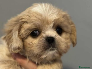 Cava Tzu dogs ** READY NOW ** CAVATZU CAVASHI BOYS - Advert 1