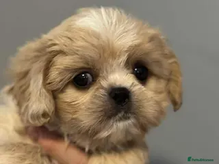 Cava Tzu dogs ** READY NOW ** CAVATZU CAVASHI BOYS - Advert 15