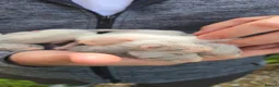 Ferret rodents for sale: Working/pet Ferret kits in Keighley - Advert 4