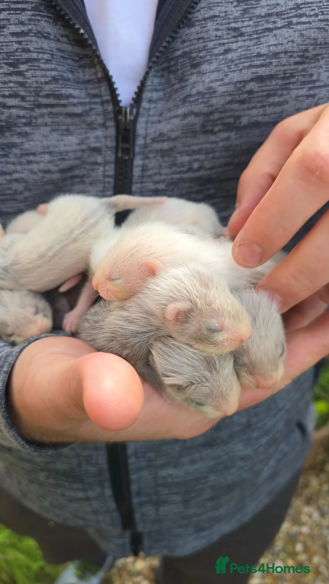 Ferret rodents for sale: Working/pet Ferret kits in Keighley - Advert 4