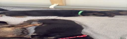 German Shepherd dogs for sale: 🐾 Beautiful kc German shepherd puppies🐾 - Advert 12