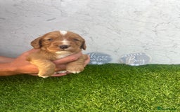 Cocker Spaniel dogs for sale: 🐾 Reservation list now open🐾 - Image 2