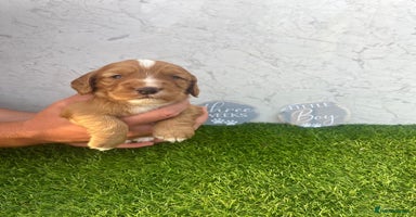 Cocker Spaniel dogs - Advert 3