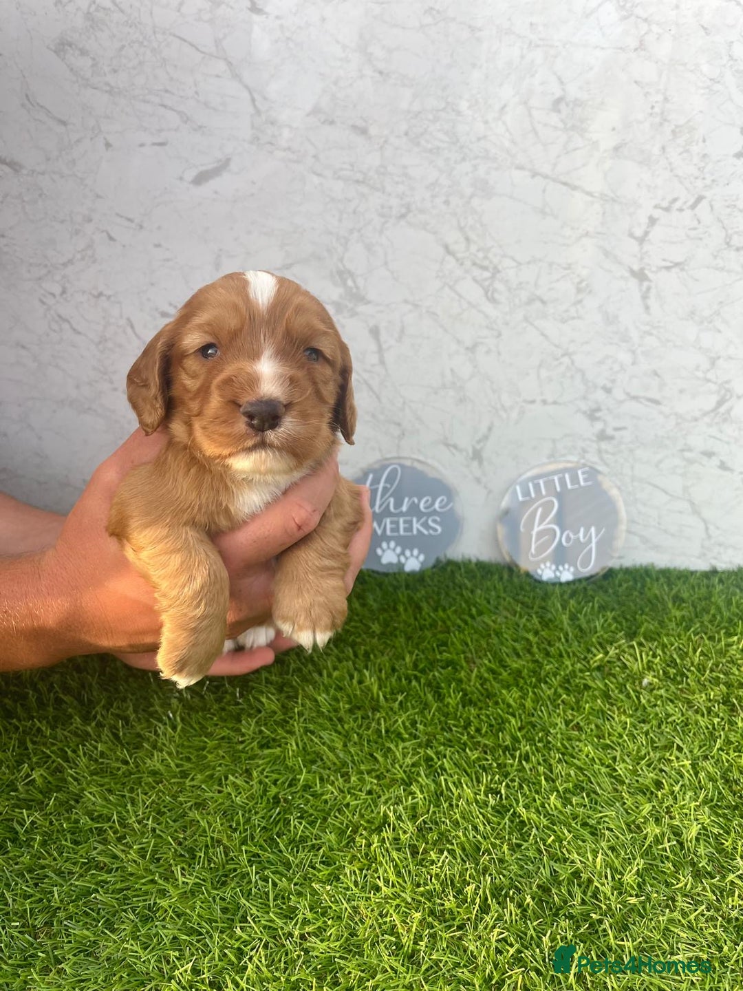 Cocker Spaniel dogs for sale: 🐾 Reservation list now open🐾 - Image 2