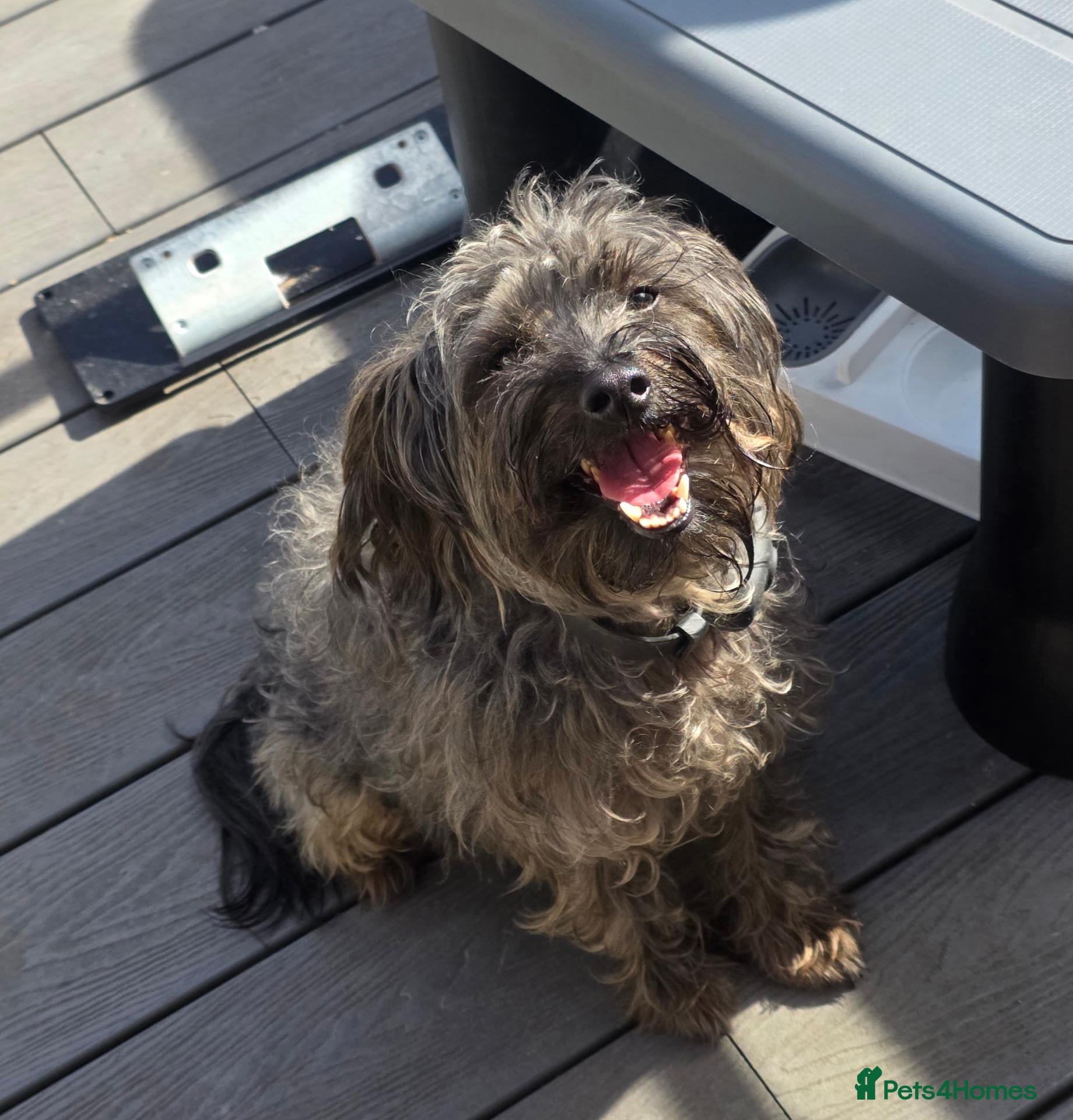 Yorkiepoo dogs For Adoption Romeo Yorkipoo  - Advert 12