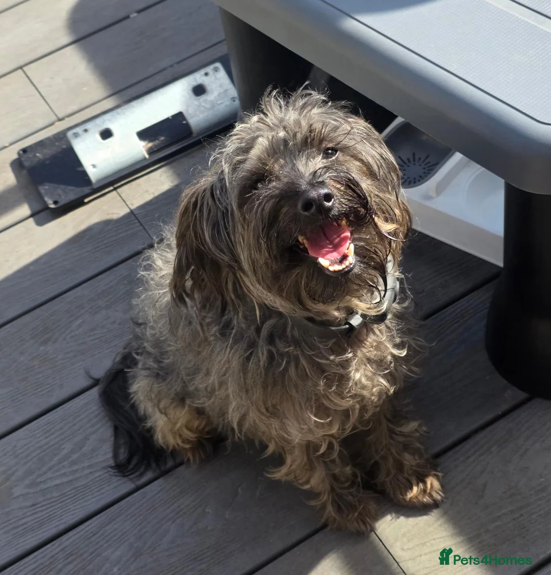 Yorkiepoo dogs for sale: For Adoption Romeo Yorkipoo  in Anstruther - Advert 1