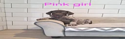 German Shorthaired Pointer dogs for sale: 🤎🤍 KC reg German Shorthaired Pointers 🤍🤎 - Advert 10