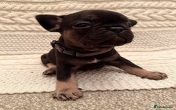 French Bulldog dogs for sale: 5 KC registered French Bulldogs🐾 - Image 9