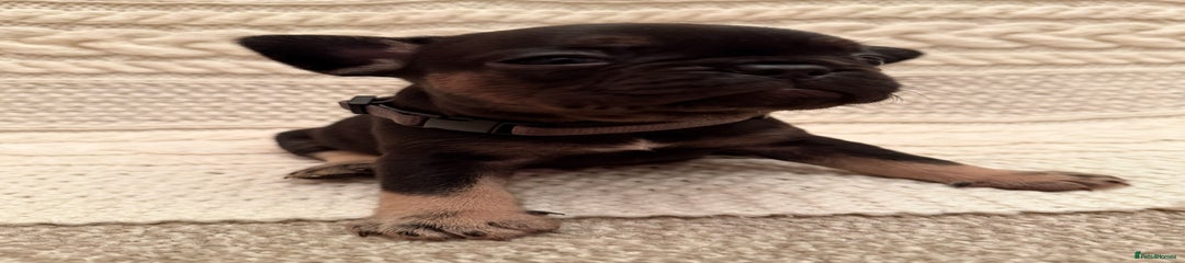 French Bulldog Puppy 3