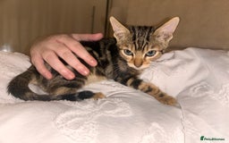 Bengal cats for sale: Two remaining kittens  - Image 1