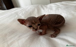 Sphynx cats for sale: Sphinx kittens  - Image 5
