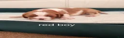 Cavalier King Charles Spaniel dogs for sale: Health tested kc reg Cavaliers - Advert 5