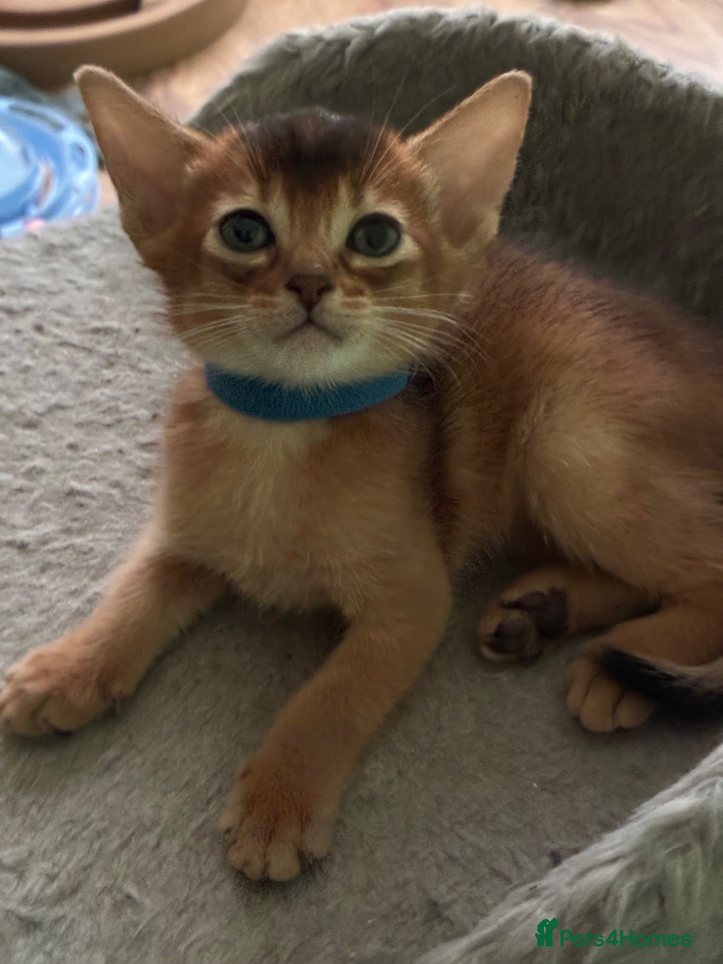 Abyssinian cats TICA 5* Pedigree Abyssinians  - Advert 2
