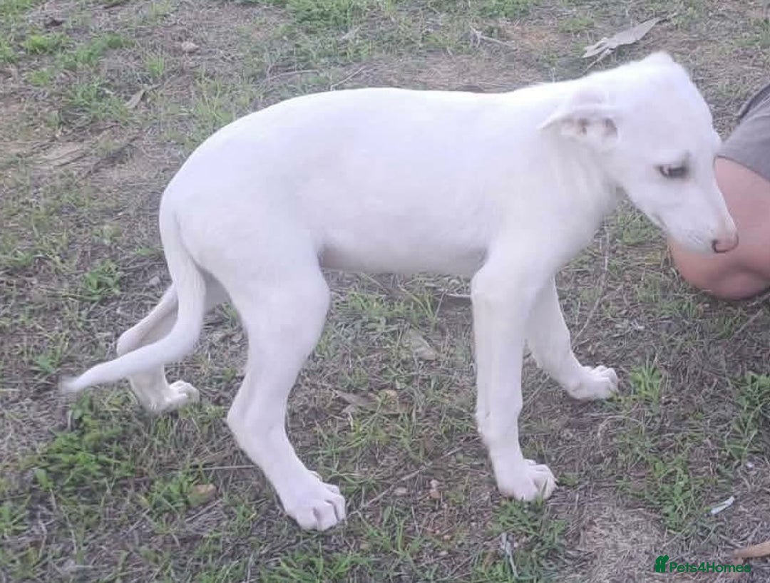 Mixed Breed dogs for adoption: Holly needs a loving home - Advert 14