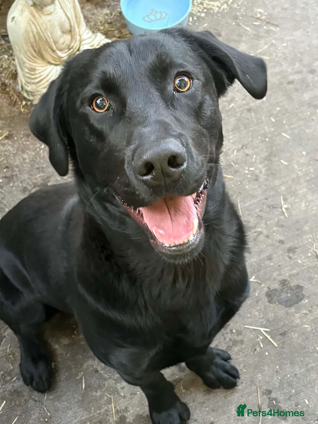 Labrador Retriever dogs for sale: Black Labrador in Llanelli - Advert 4