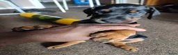 Dobermann dogs for sale: Adorable Doberman puppies  - Advert 9