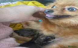 Pomeranian dogs for sale: 2x Gorgeous Pomeranians Boys   - Image 8