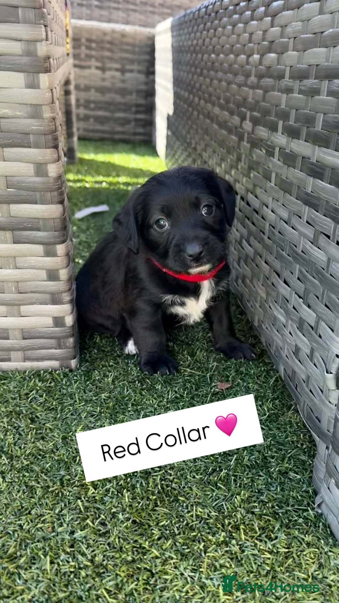Jackapoo dogs for sale: Beautiful Jackapoo Puppies 🖤🖤🖤 - Image 2