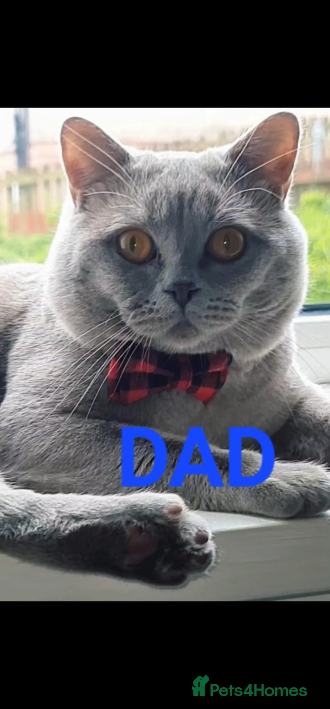 Scottish Fold cats for sale: GORGIOUS LILAC BRITISH SHORTHAIR MALE KITTEN - Advert 8