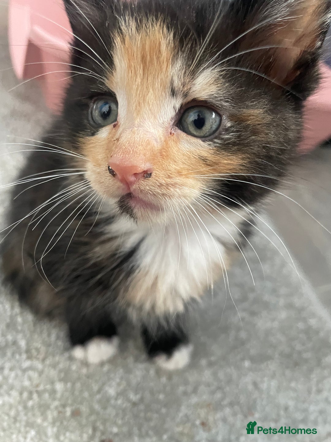 Mixed Breed cats for sale: 3 kittens 2 girls 1 boy  - Image 11