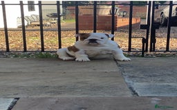 English Bulldog dogs for sale: Beautiful KC female puppy available  - Image 1