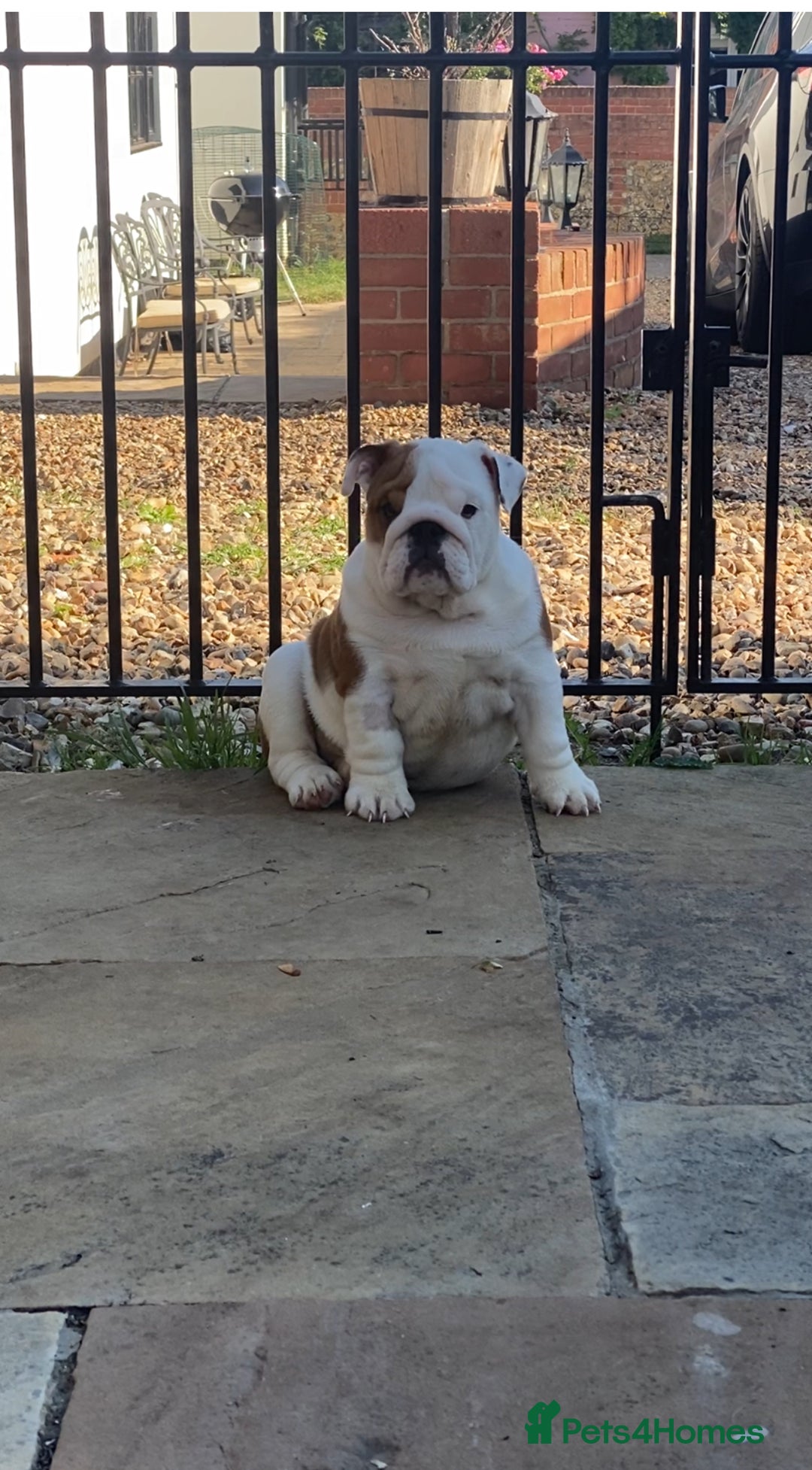 English Bulldog dogs for sale: Beautiful KC female puppy available  - Image 1