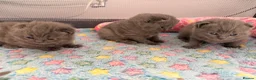 British Shorthair cats for sale: 4 British Shorthair Kittens For Sale 🐱 - Advert 3