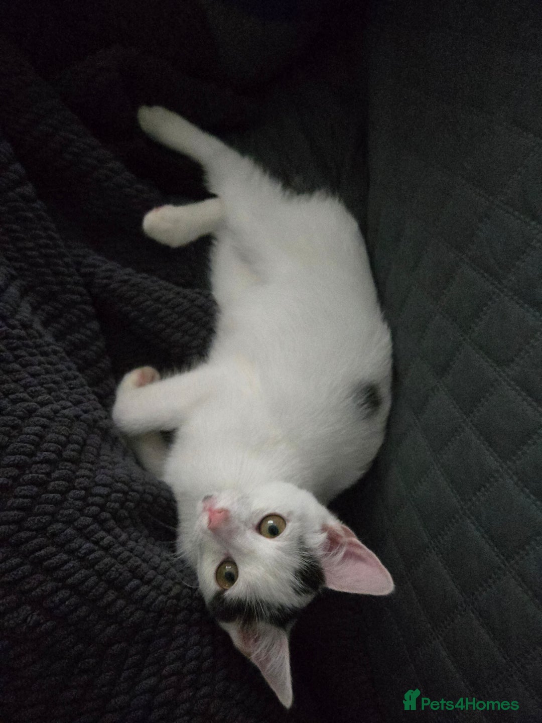 Mixed Breed cats for sale: 4 months Calico male kitten - Advert 3