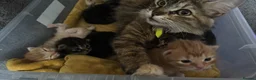 Mixed Breed cats for sale: Beautiful kittens 😻 - Advert 37