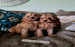 Cavapoo dogs for sale: Ready soon, TOY F1 RED CAVAPOOS DNA CLEAR - Image 10