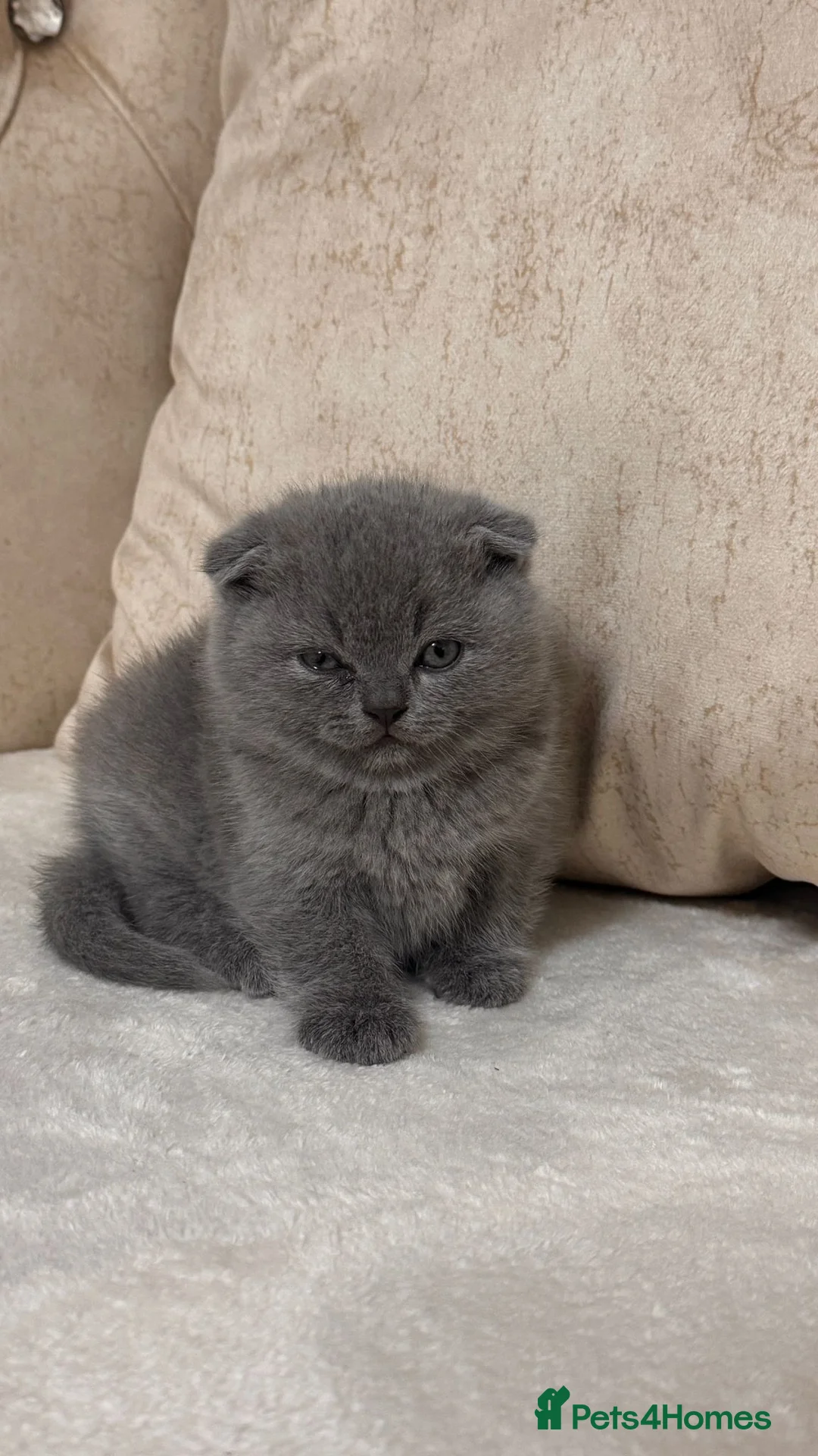 Scottish Fold cats for sale: Beautiful chunky Scottish folds  - Advert 6