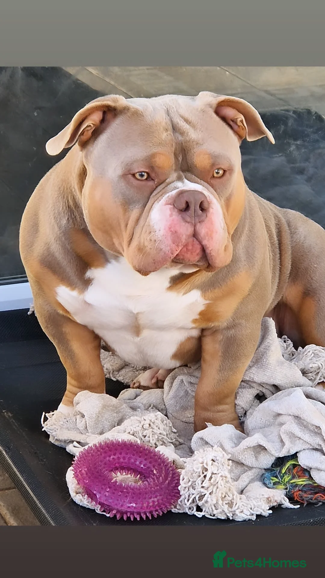 American Bully dogs for stud: American Pocket Bully PROVEN ! in Dartford - Advert 20
