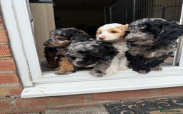 Cockapoo dogs for sale: Beautiful colour Cockapoo Puppies- Ready to go!  - Image 23