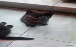 British Shorthair cats for sale: Glorious Pure BSH Kittens Ready Now! - Advert 20