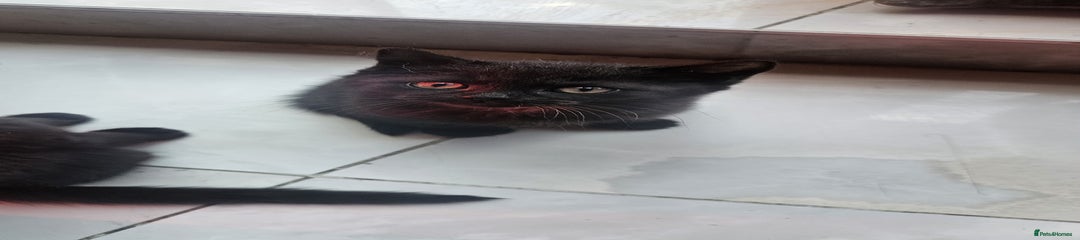 British Shorthair Kitten 2