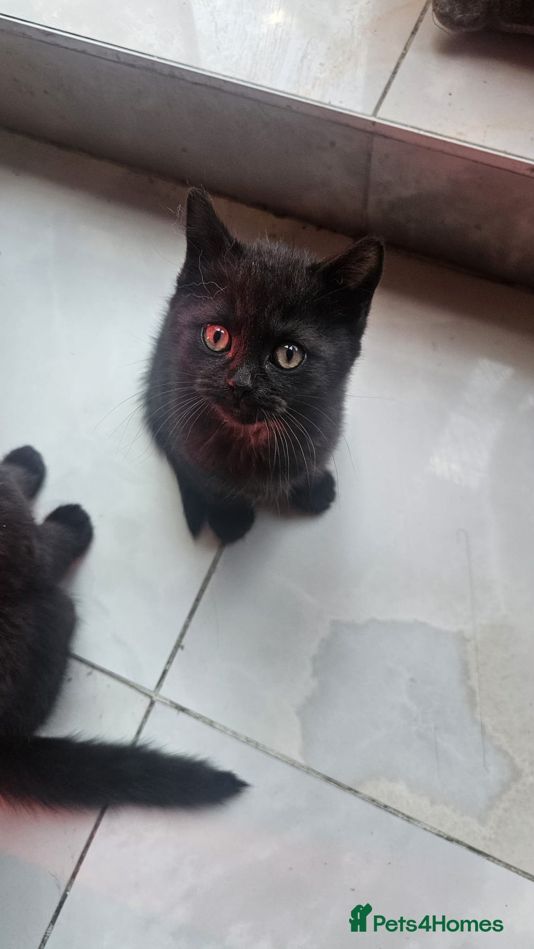 British Shorthair cats for sale: Glorious Pure BSH Kittens Ready Now! - Advert 20