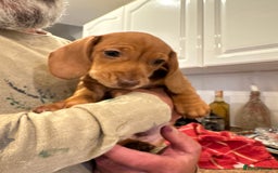 Miniature Dachshund dogs for sale: Miniature Dachshund Puppies  - Image 23