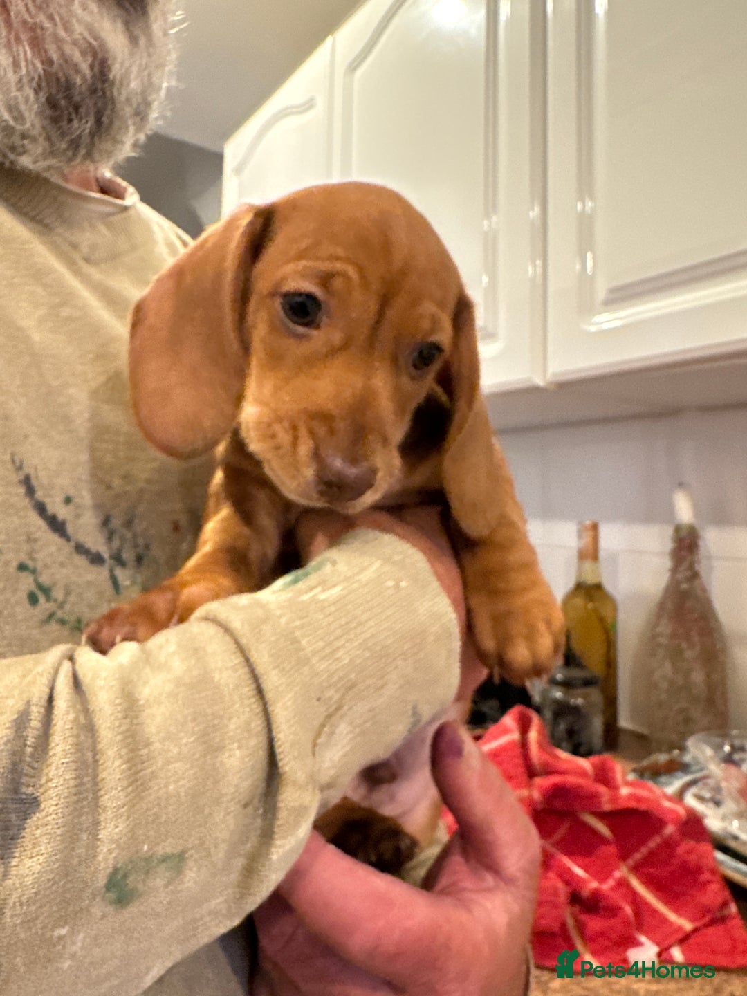 Miniature Dachshund dogs for sale: Miniature Dachshund Puppies  - Image 23