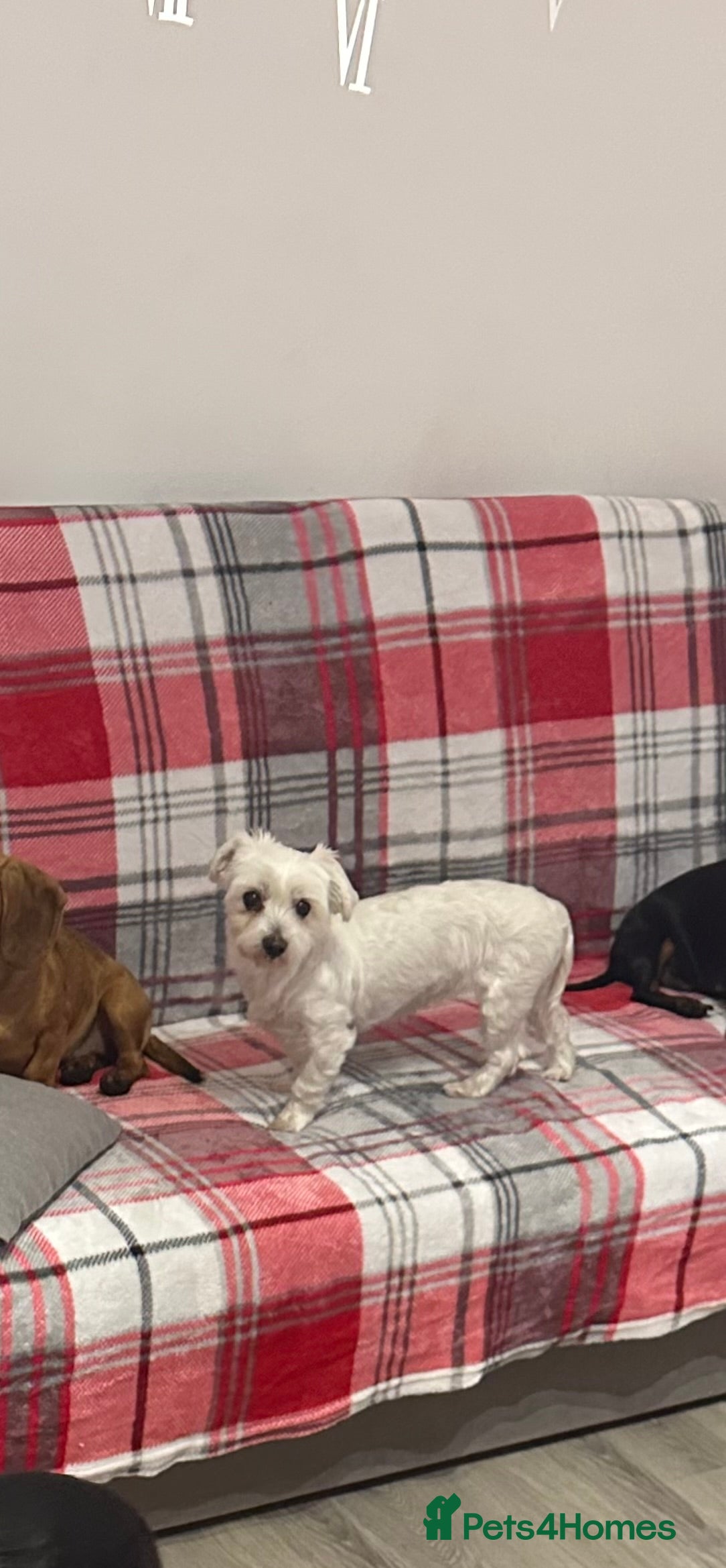 Maltese dogs Very Timid Maltese girl looking for a safe home  - Advert 11