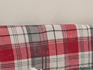 Maltese dogs Very Timid Maltese girl looking for a safe home - Advert 1