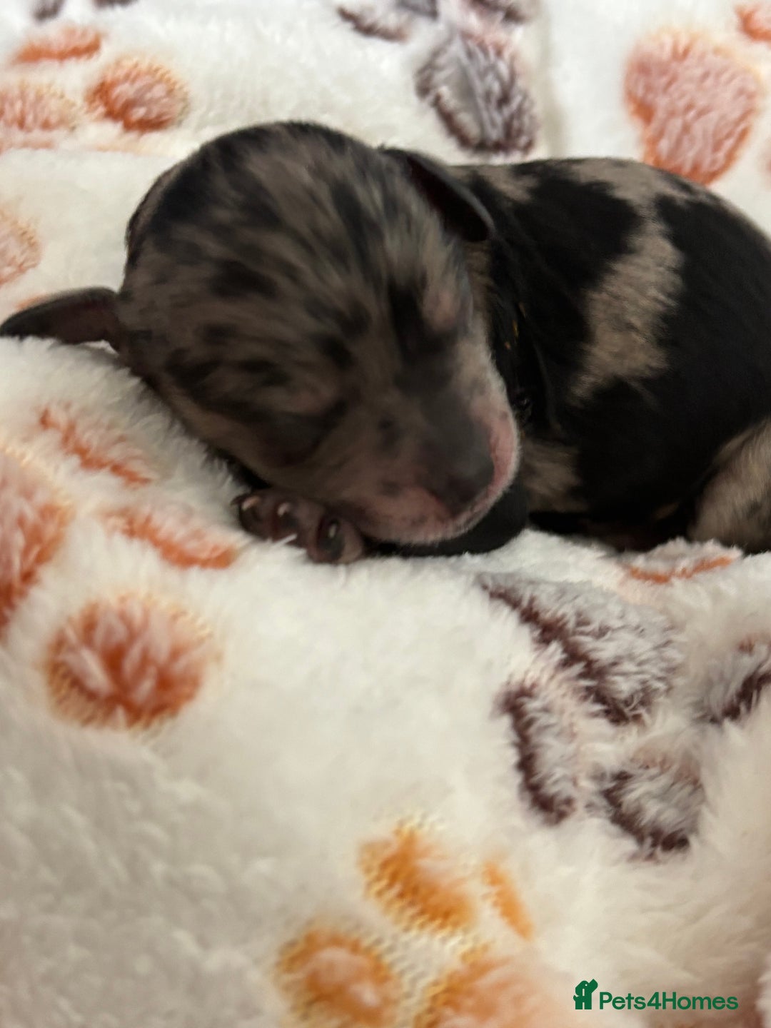Mixed Breed dogs for sale: Cockapoo cross cavapoo - Image 8